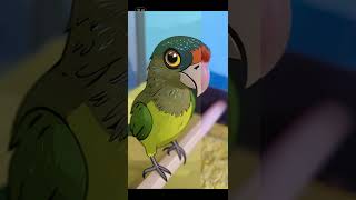 Mi Amor en una Fotografía ❣️🦜🦜 #loros #birds #parrot #pericos #funny #pets #animals #aves #cute