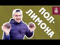 Accesstyle Lemon TWS - Обзор колонки-ТРАНСФОРМЕРА!