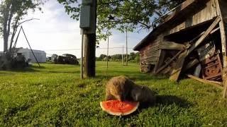 Mother and Baby Groundhog Eating First Watermelon