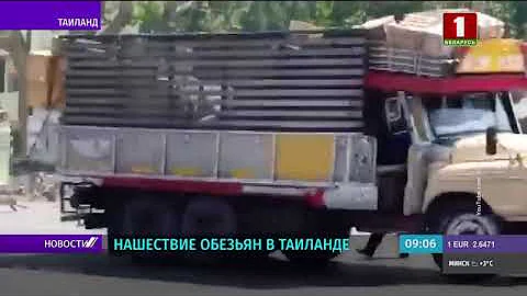 Нашествие обезьян в Таиланде