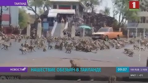 Нашествие обезьян в Таиланде