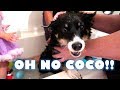OH NO COCO!! DAY 154