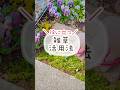 雑草活用法 #ガーデニング