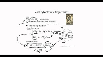 Modeling virus trafficking in cell (Part 1)
