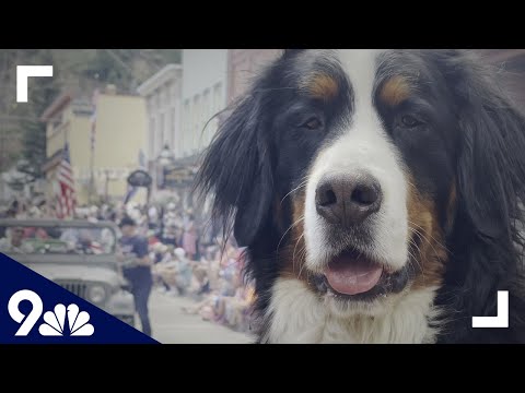 Dog mayor of Georgetown leads fourth of July parade