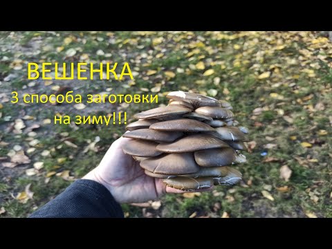 Гриб вешенка,  три способа заготовки на зиму....