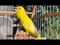 canário BELGA amarelo CANTANDO para APRONTAR as FÊMEAS e estimular os canários macho CANTAR  !