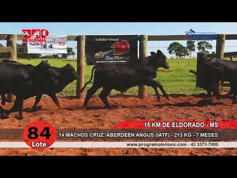 Lote 84