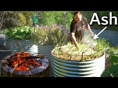 Video: Ash In The Garden - What Happens, Where To Get It And How To Use It? Photo