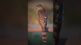 🦅Hawk #Hawk#Hawks#BirdOfPrey