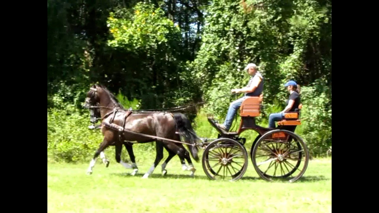 Dutch Harness Horses Pair - YouTube