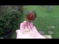 Tame hand feed robin