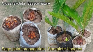 How to grow & care Sago palm | Sago palm के पौधों को सही तरीके से लगाना और उनकी देखभाल