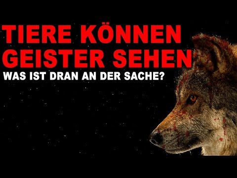 Video: Kann schlechte Ernährung das Sehvermögen eines Hundes beeinflussen?