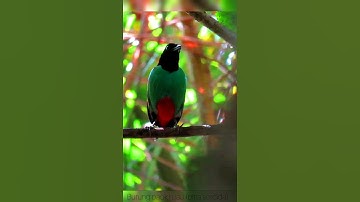 Burung paok hijau (pitta sordida) di alam liar