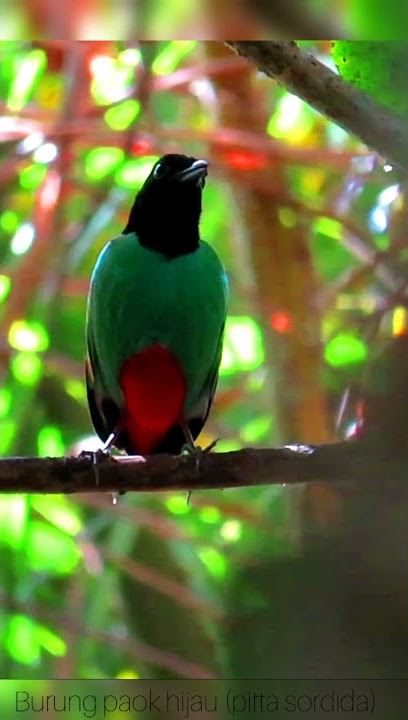 Burung paok hijau (pitta sordida) di alam liar