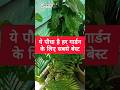 Best plant for outdoors