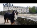 Tour of the loire valley castles with the large bernese mountain dog