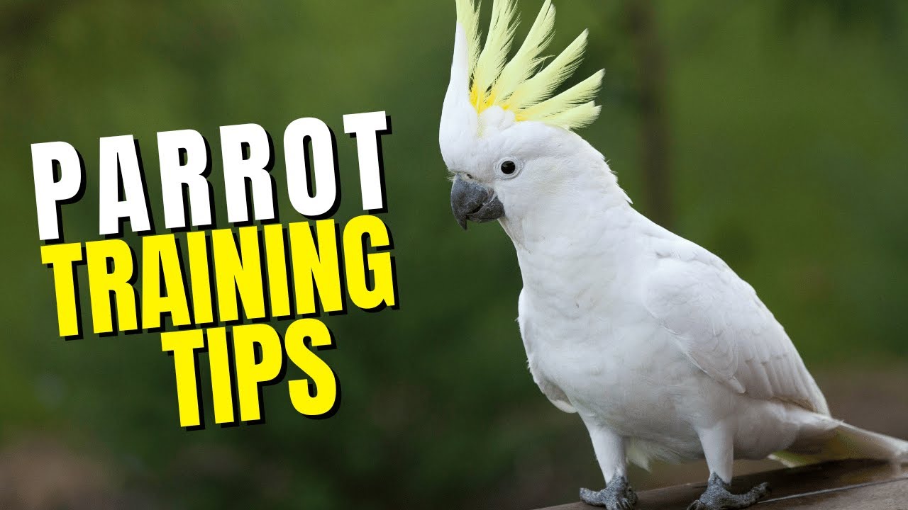 Common Parrot Training Tips - YouTube