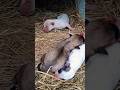 little baby dog save his life