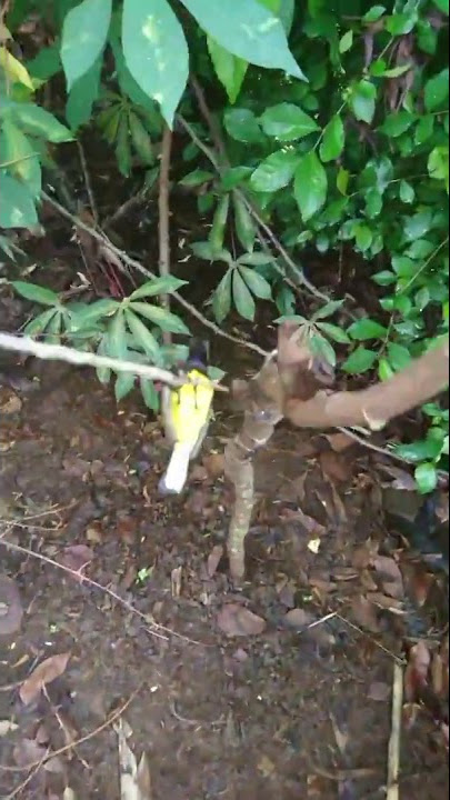 Rejeki, Iseng2 jebak burung sogon pake pulut di depan rumah, eh kena juga.