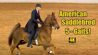 Amazing 5Gaited American Saddlebred Horses! Carousel Charity Horse Show 2024