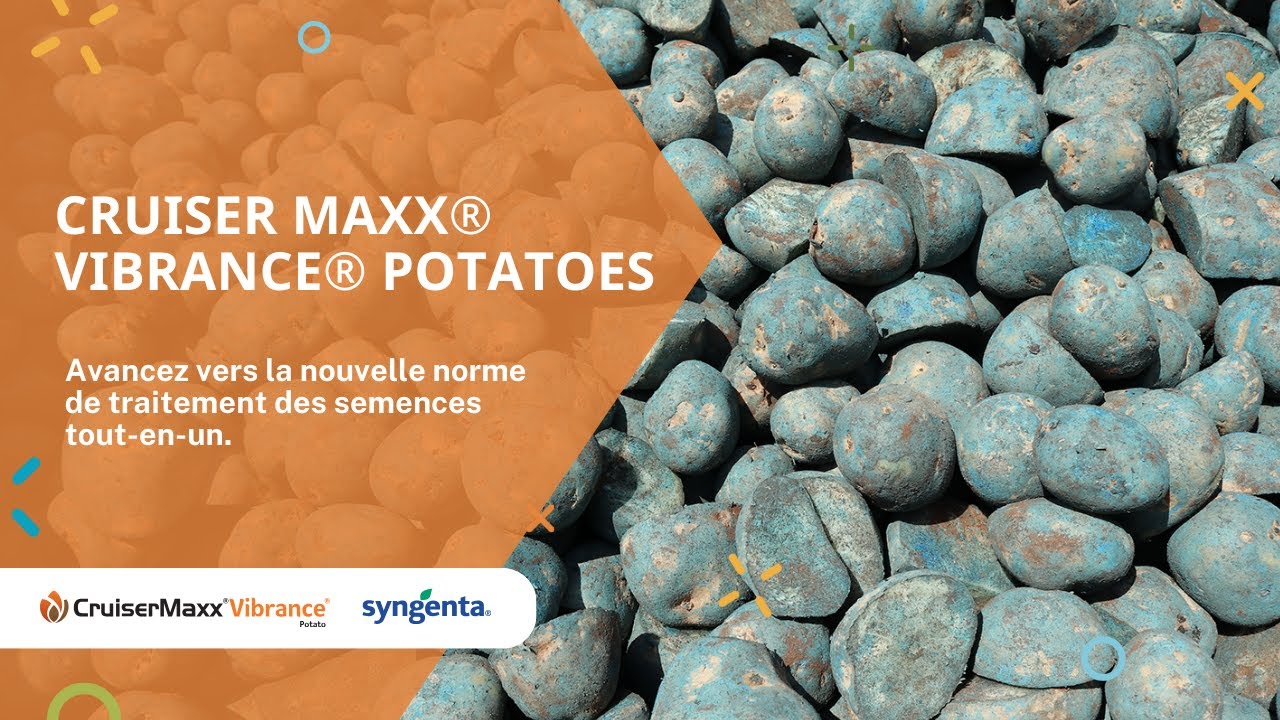 Cruiser Maxx® Vibrance® Potato : Traitement des semences tout-en-un ...