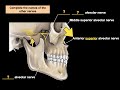 Mastering Directional Terms in Anatomy