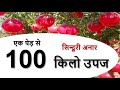 बागवानी | सिन्दूरी अनार | एक पेड़ से १०० किलो उपज  Sindoori pomegranate | 100 kg yield from one tree