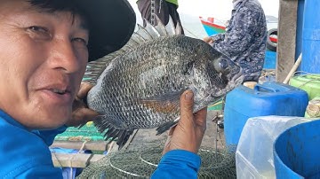 Câu cá hanh không cần mua mồi ai câu cũng được rất đơn nhưng hiệu quả cao( tập 110)