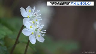 早春に咲く白く可憐な花…山野草 バイカオウレンが見頃 三重県熊野市