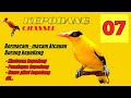 Kepodang Emas Gacor Cocok Untuk Pancingan Dan Masteran Burung Kepodang Yg Malas Bunyi Mp3 - Mp4 Download