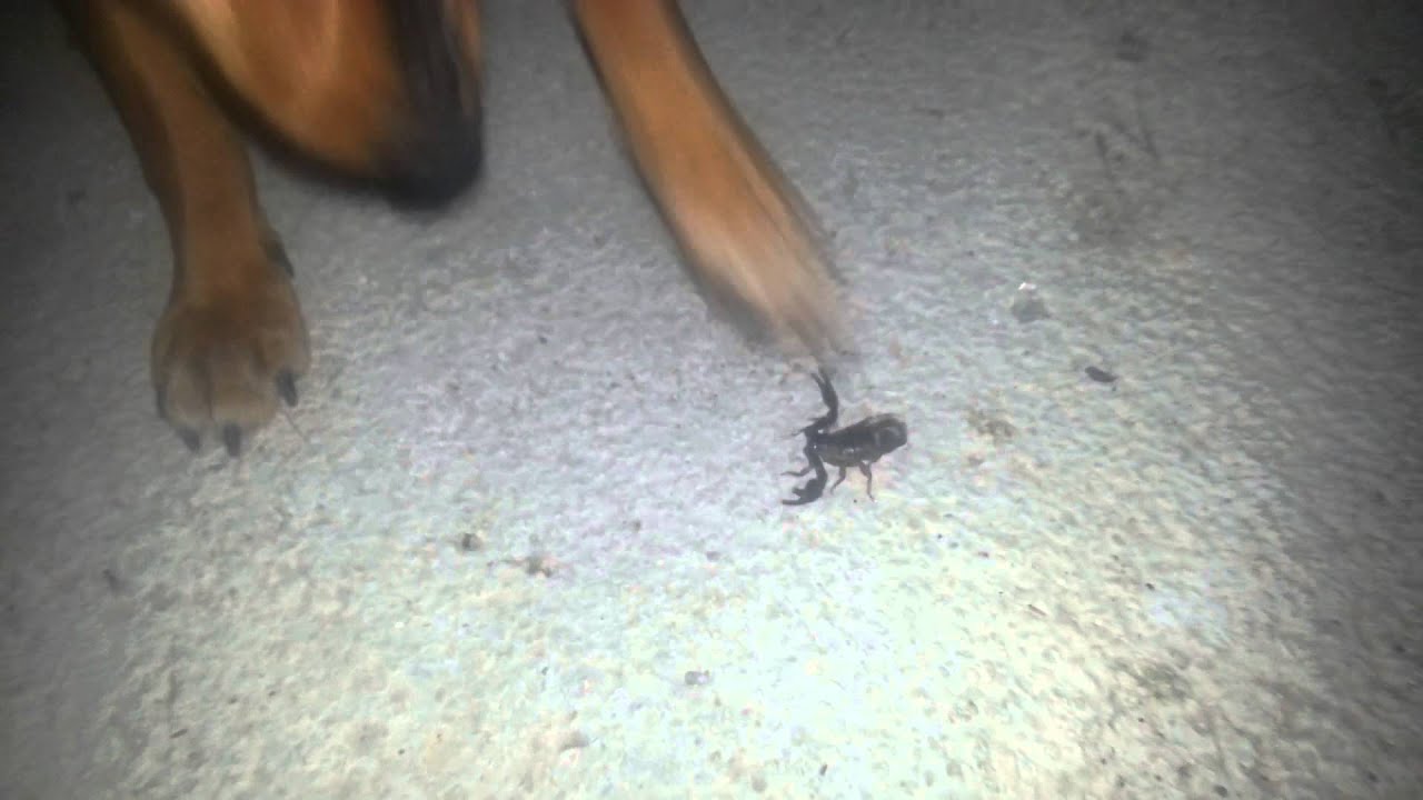 Dog vs Scorpion EPIC FIGHT! YouTube