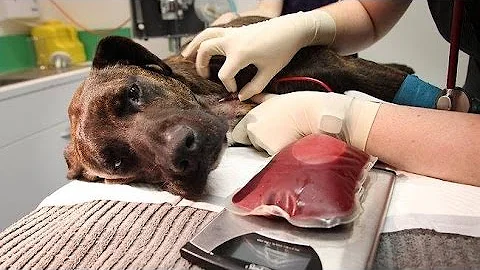 ¿Pueden los perros aceptar sangre humana?