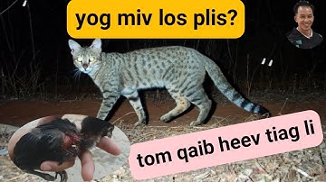 tus dab tsi cas tom me nyuam qaib heev ua luaj?