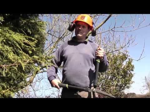 Video: Föryngra ett cypressträd - tips om beskärning av cypresser