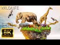 8k animal world  soothing music and impressive animals in 8k ultra  8k tv
