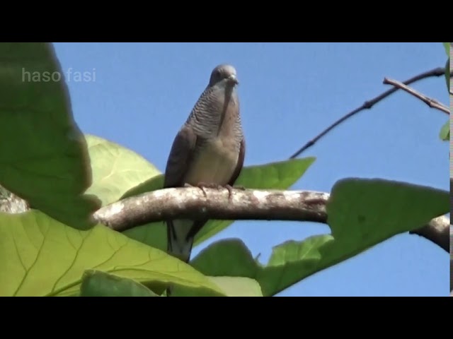 Zebra dove calls with long sound in the wild to attract other birds class=