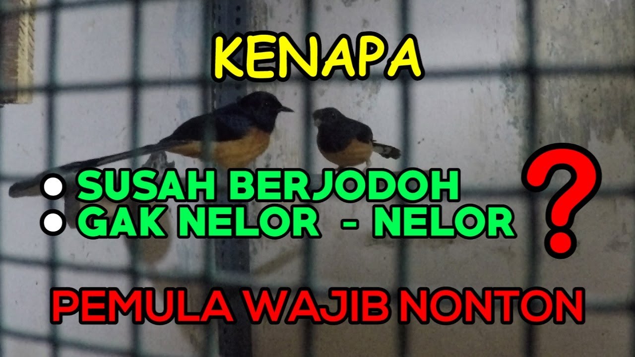 Kenapa gak berjodoh - jodoh di awal ternak Murai Batu??? #ternakmuraibatu 