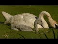 Canada: One hour bird and wildlife footage in 4K - June week 4