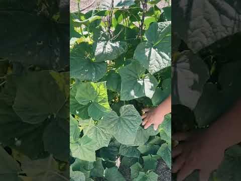 Video: Piekelsap vir plantgroei - redes om piekelsap op plante te gooi