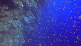 Aquarium Le Long Du Tombant2