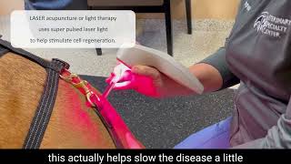 Laser Acupuncture for Degenerative Myelopathy  Sophie Laser  Veterinary Specialty Center