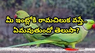 Download Lagu మీ ఇంట్లోకి రామ చిలుక వస్తే ఏమవుతుందో తెలుసా?dharmasandehalu/astro remides Download Lagu మీ ఇంట్లోకి రామ చిలుక వస్తే ఏమవుతుందో తెలుసా?dharmasandehalu/astro remides