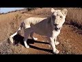 Goodbye Ishca | The Lion Whisperer