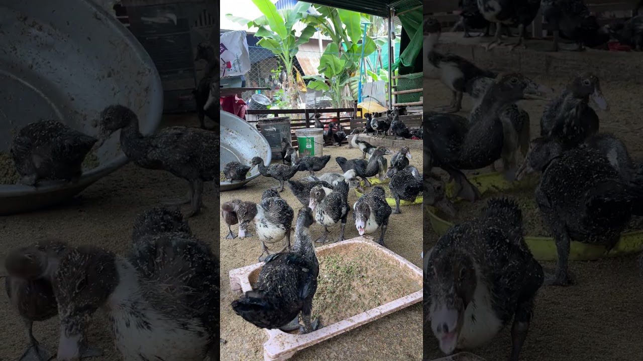 Afy eat food #duck #bestfeed #duckfarming #farming #animals #chicken