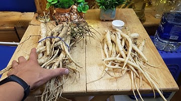 PHÂN BIỆT SÂM DÂY NGỌC LINH KON TUM VÀ ĐẲNG SÂM TÂY BẮC