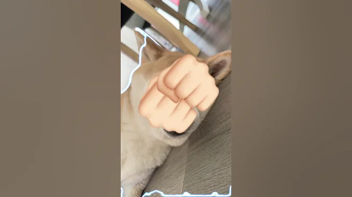 Shiba Inu dog surprise 😳