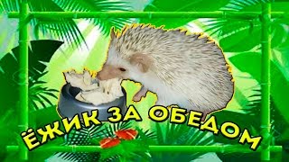 Африканский Ежик - Чем кормить ежика Африканский Ежик - Чем кормить ежика