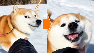Shibe finds her sister for the first time in 3 months while taking a walk and his emotions explode